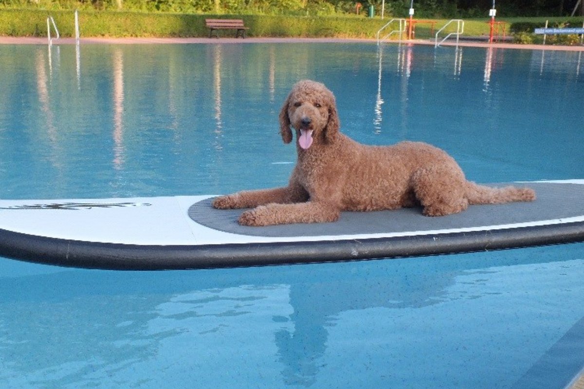 Ein brauner Hund liegt auf einem Stand-Up Paddleboard im Waldschwimmbad Lensahn